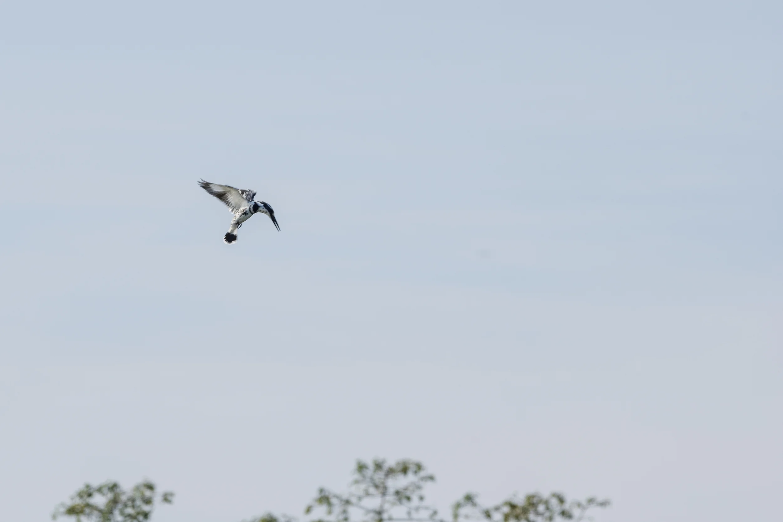 NP KAZIRANGA, INDIA
