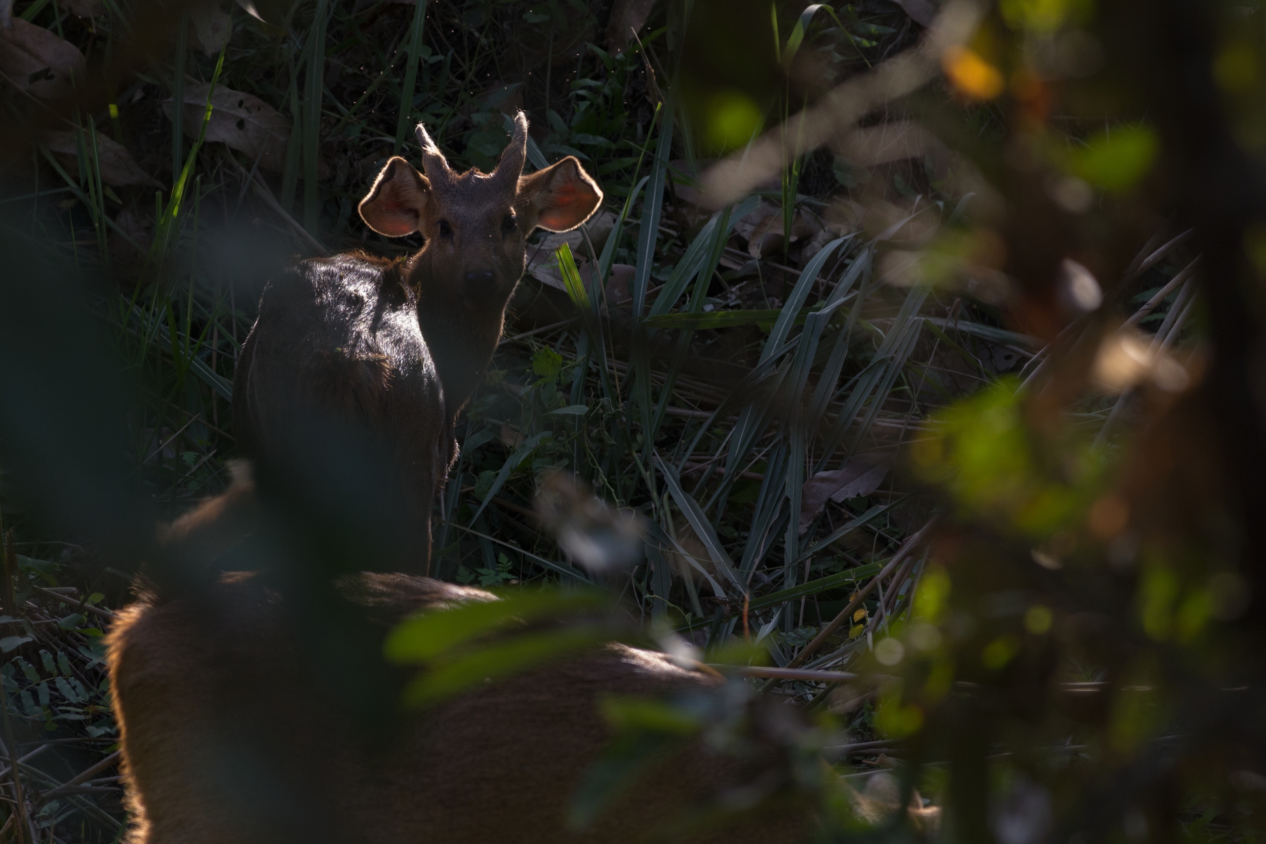  NP KAZIRANGA, INDIA 