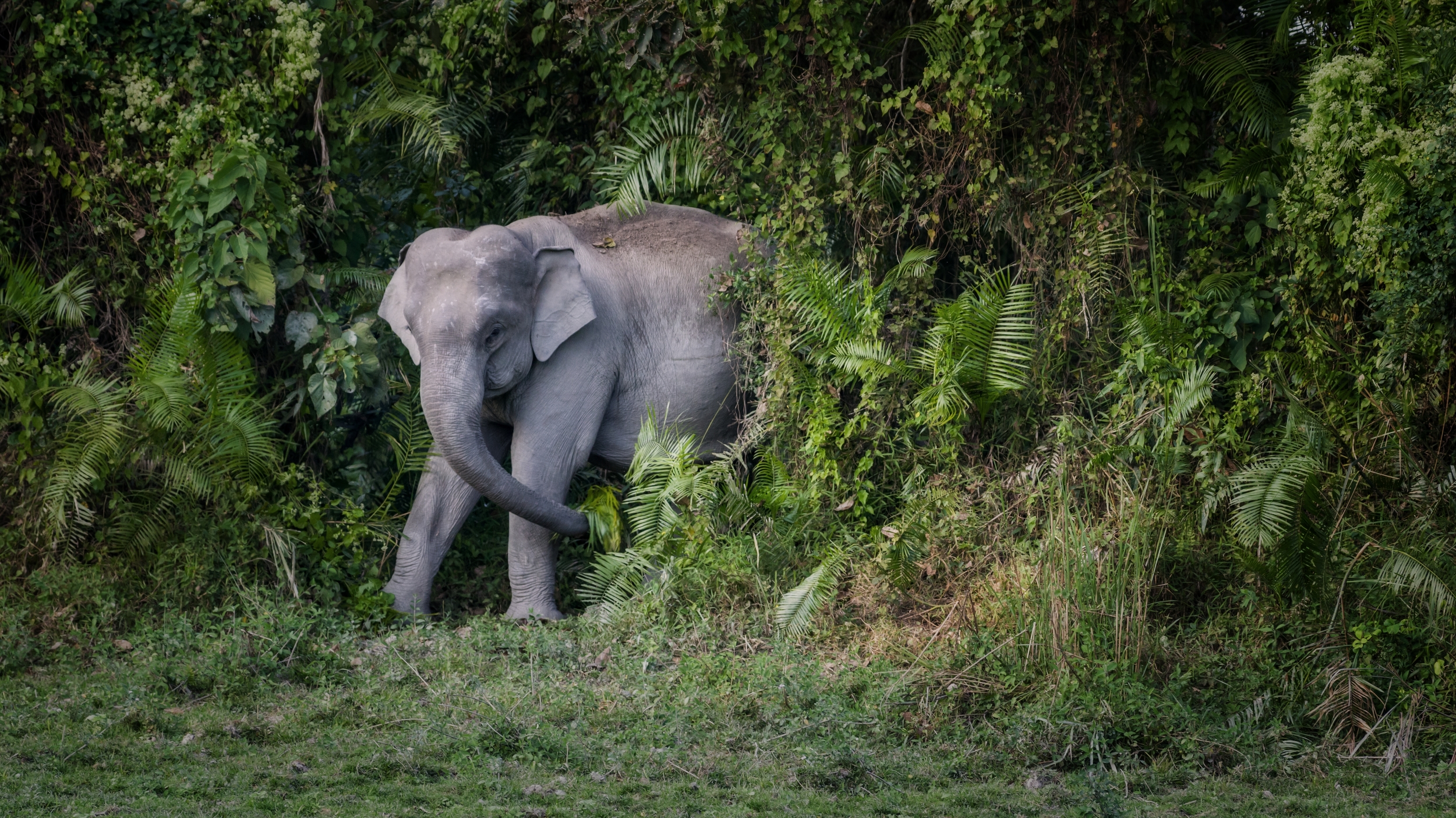  NP KAZIRANGA, INDIA 