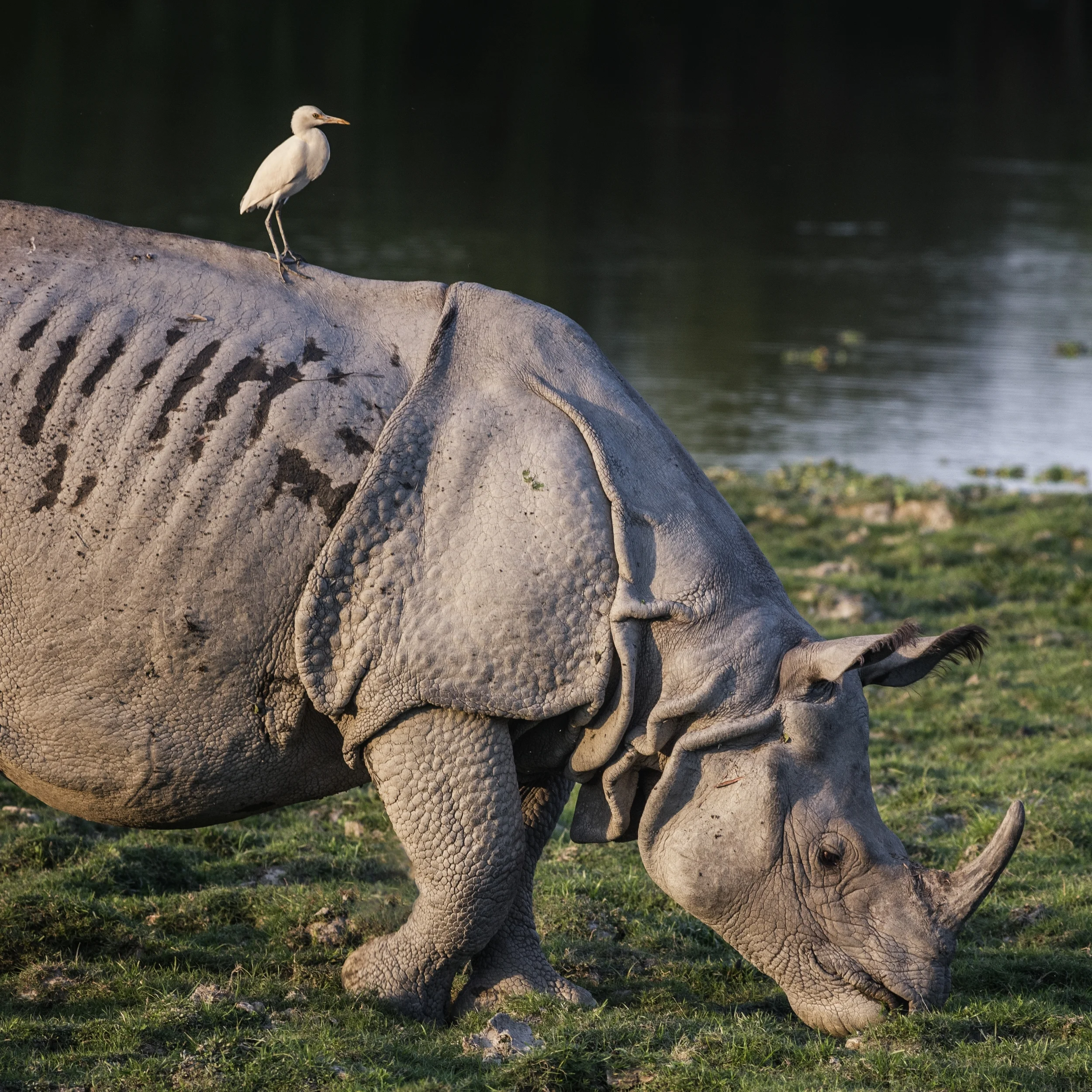 NP KAZIRANGA, INDIA
