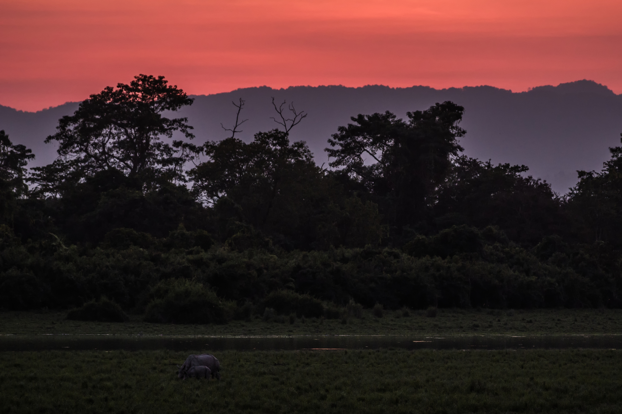  NP KAZIRANGA, INDIA 