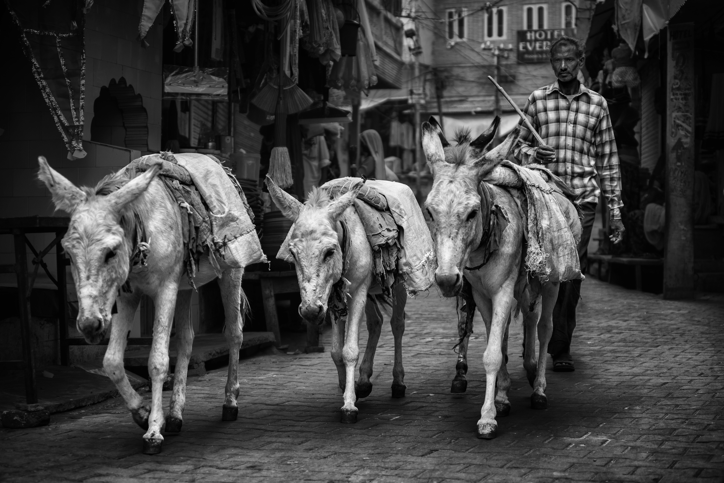 shepherd in the streets of pushkar