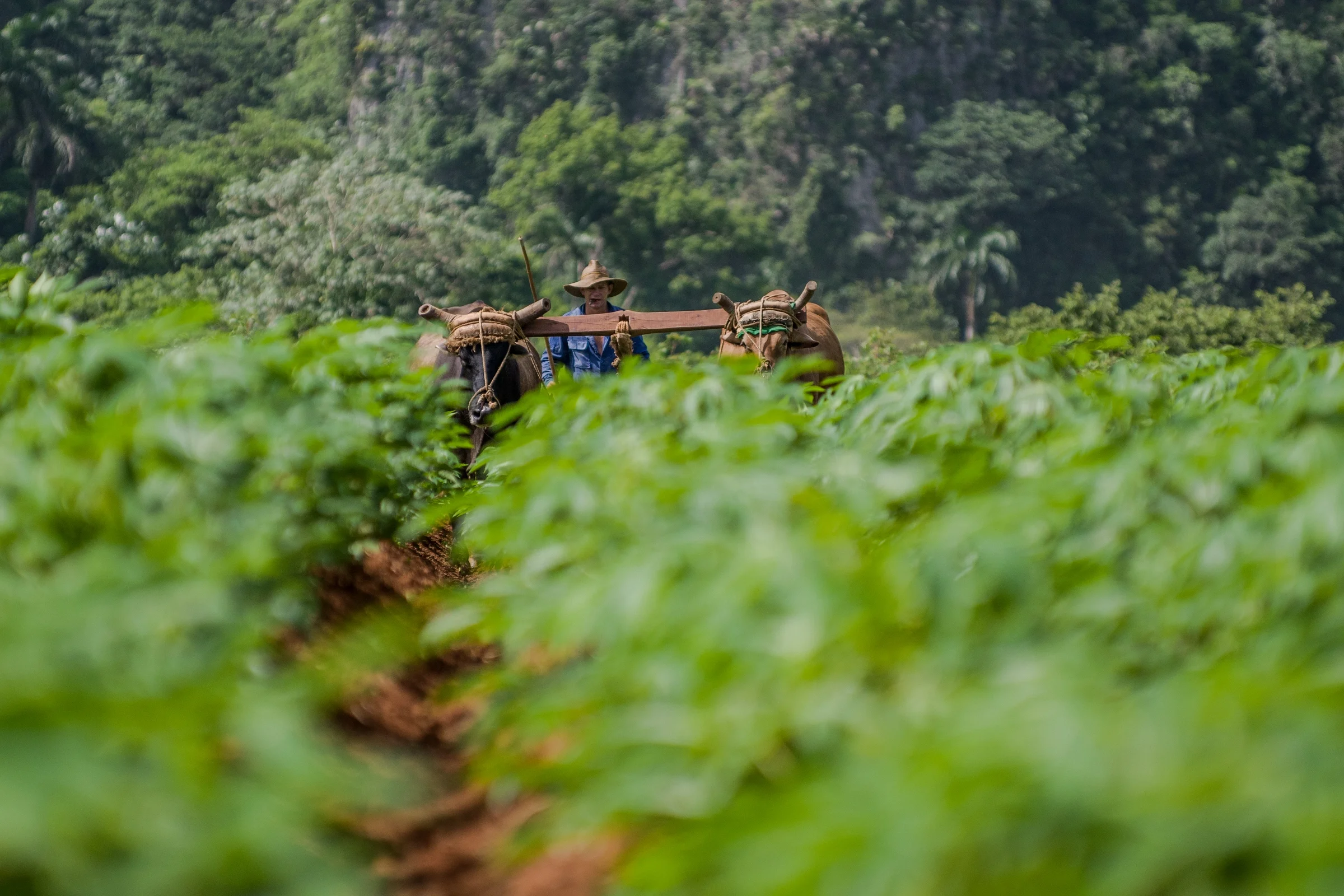 VALLE DE VIÑALES, CUBA