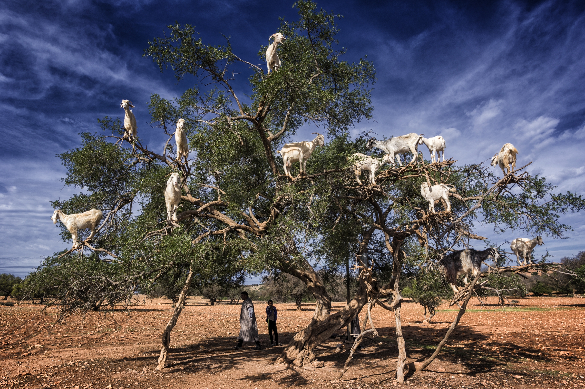 goats on the argan tree