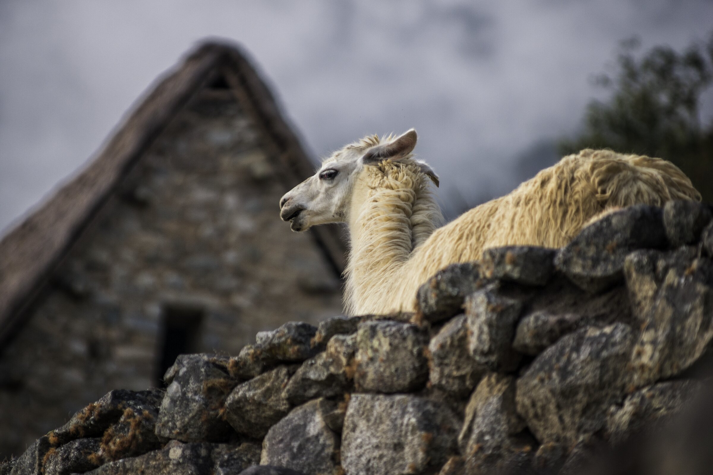  MACHU PICCHU, PERU 