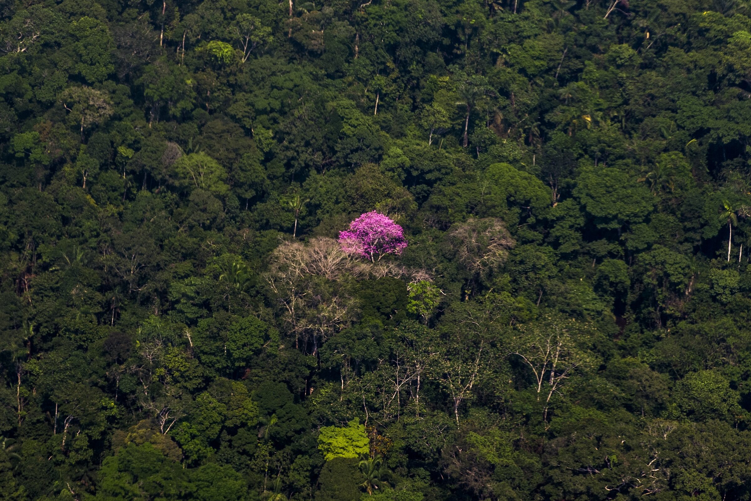  AMAZONIA, PERU 