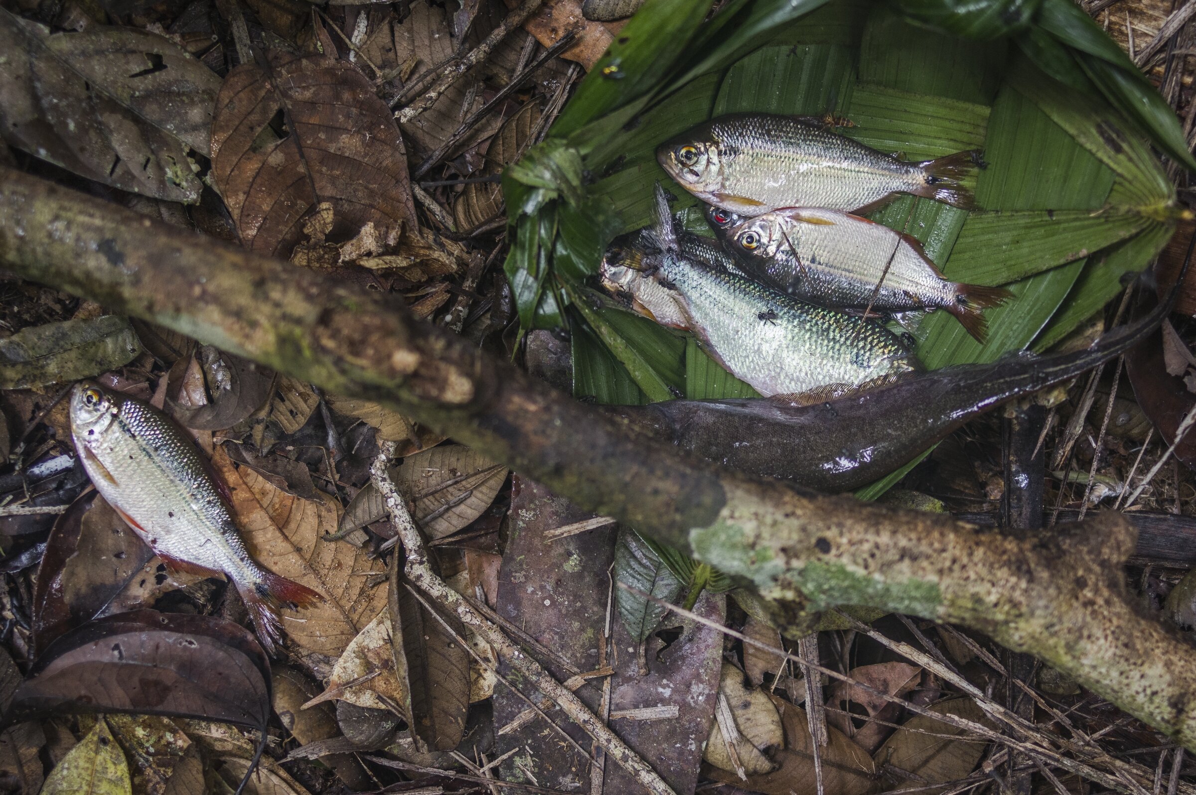  AMAZONIA, PERU 