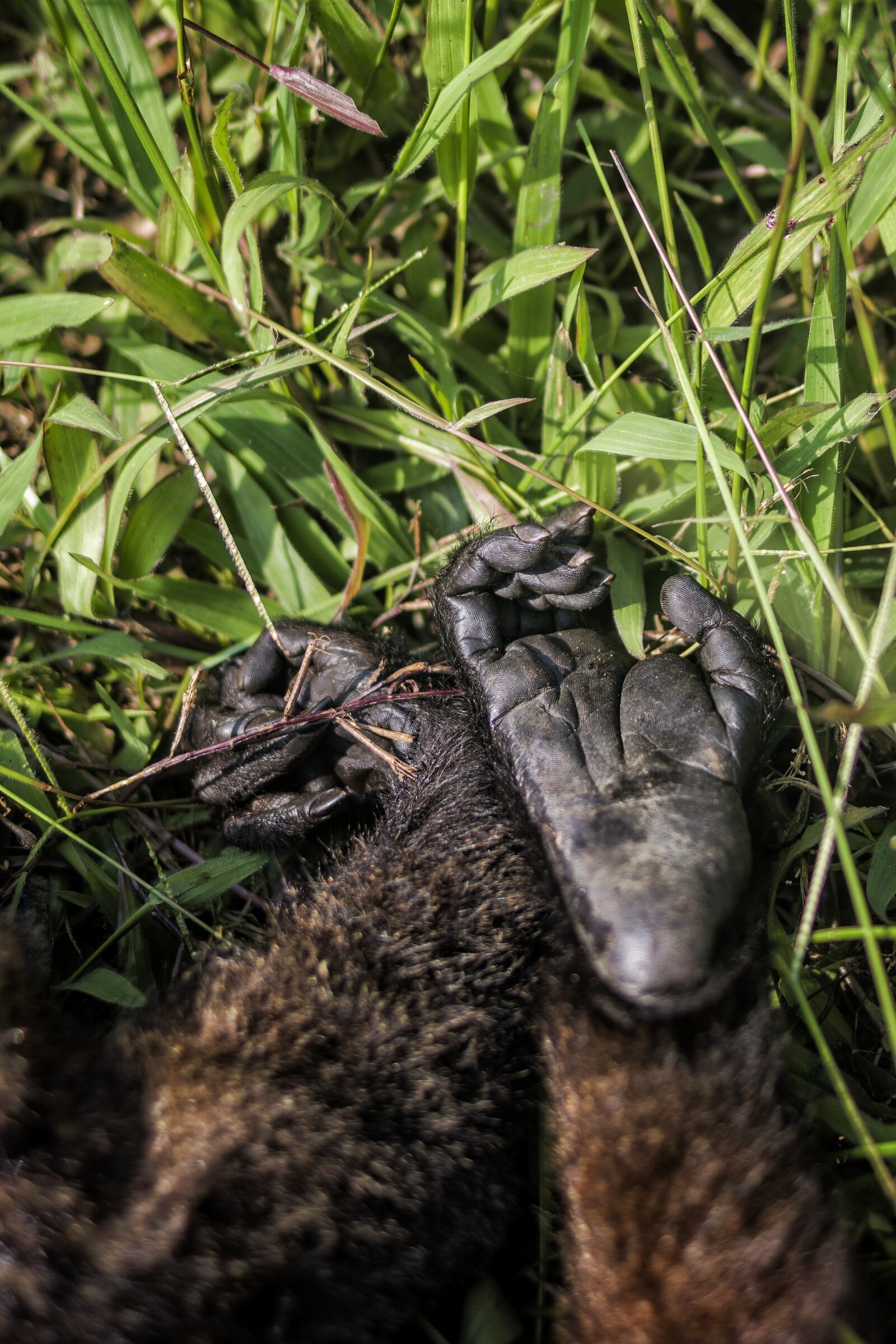  AMAZONIA, PERU 