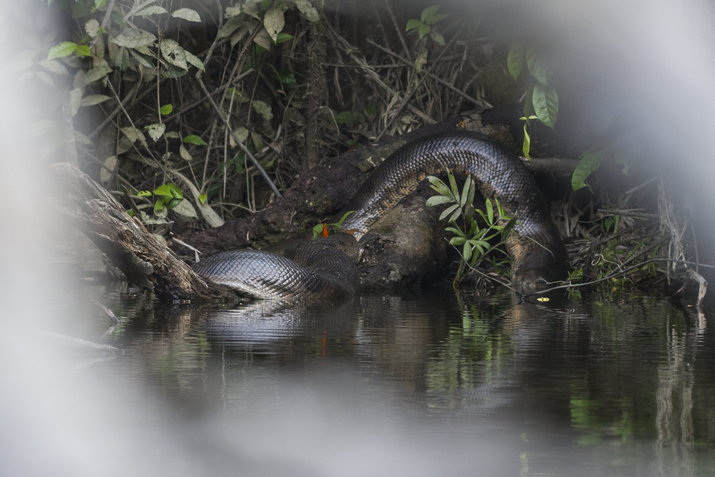  AMAZONIA, PERU 