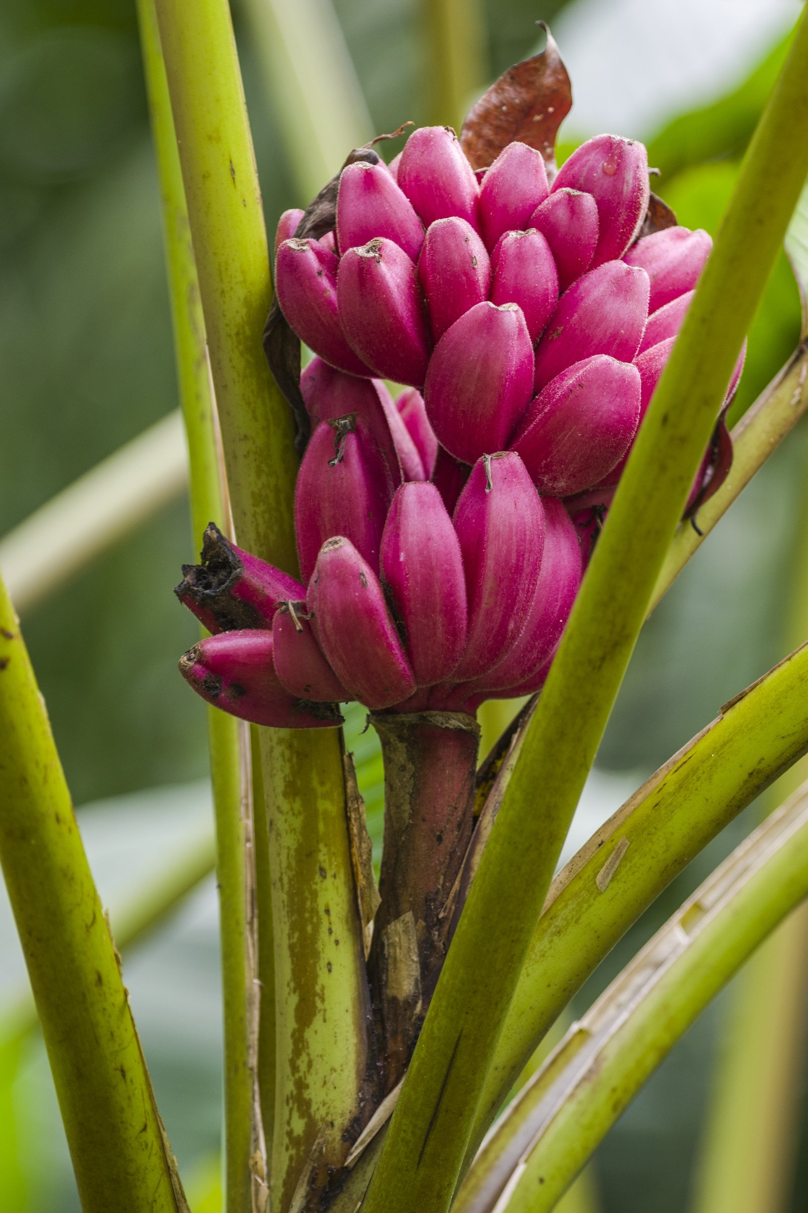  PARQUE NACIONAL CAHUITA, COSTA RICA 