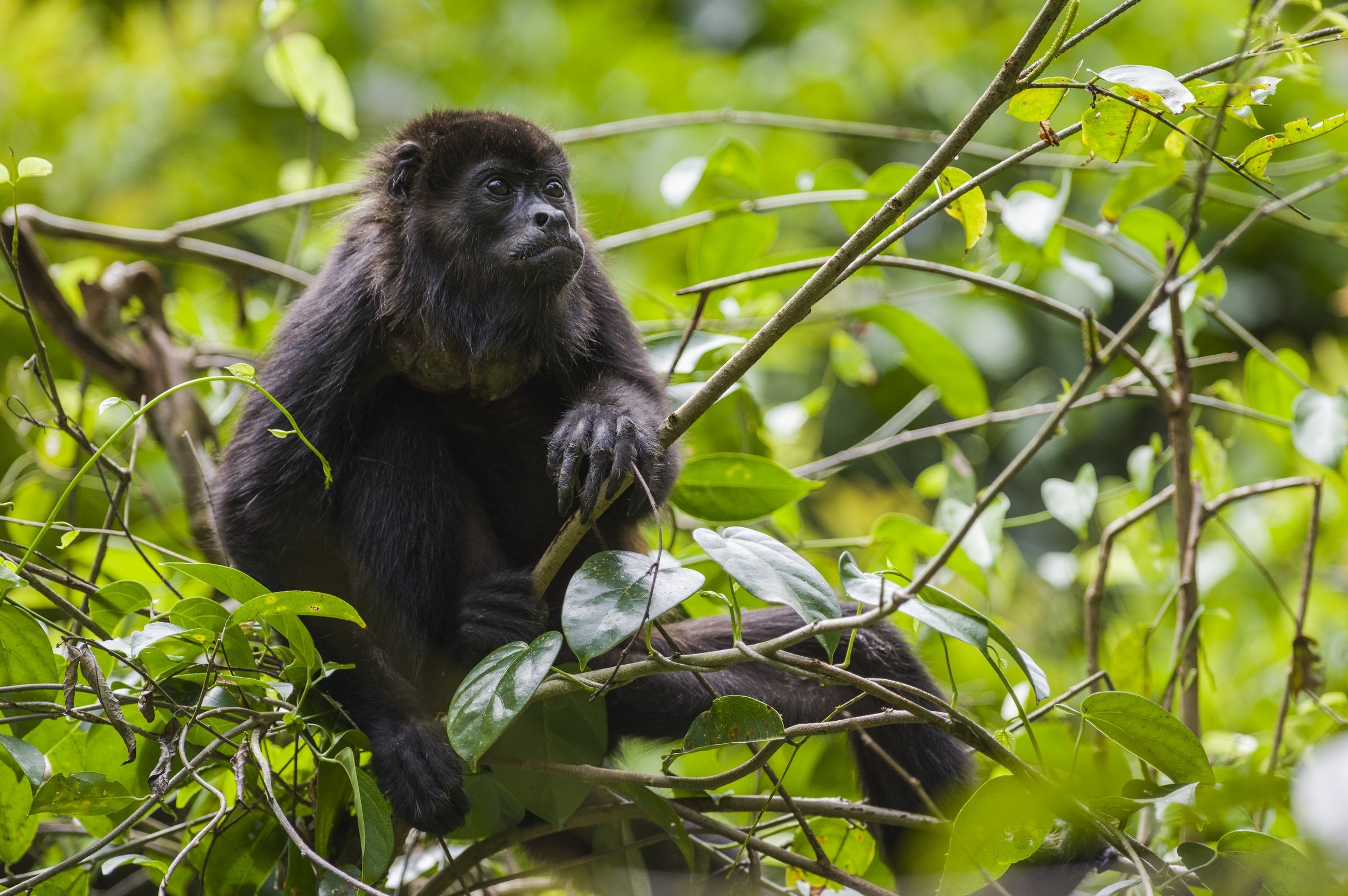  PARQUE NACIONAL CAHUITA, COSTA RICA 