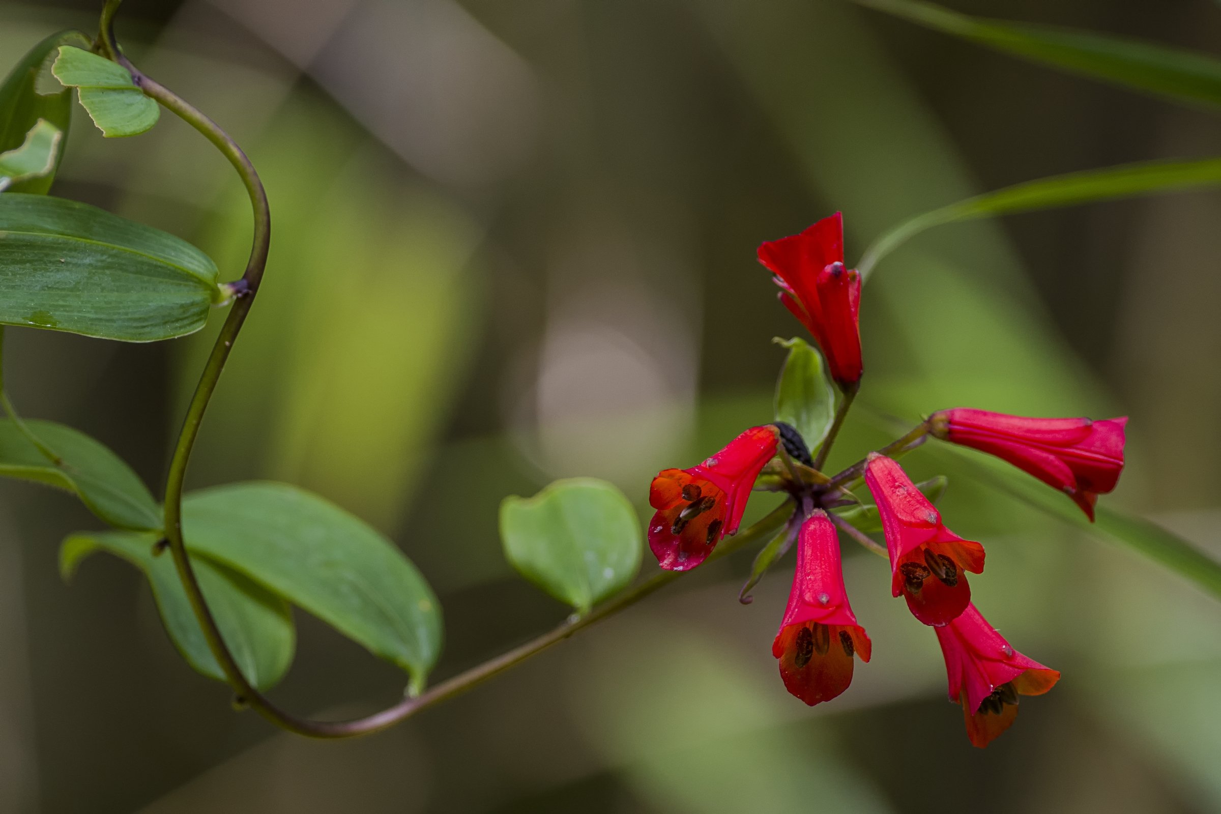  PARQUE NACIONAL LOS QUETZAL, COSTA RICA 