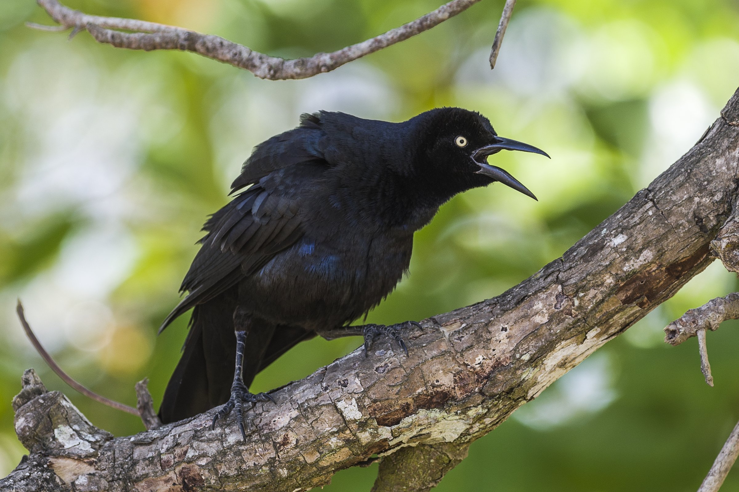  JACÓ, COSTA RICA 