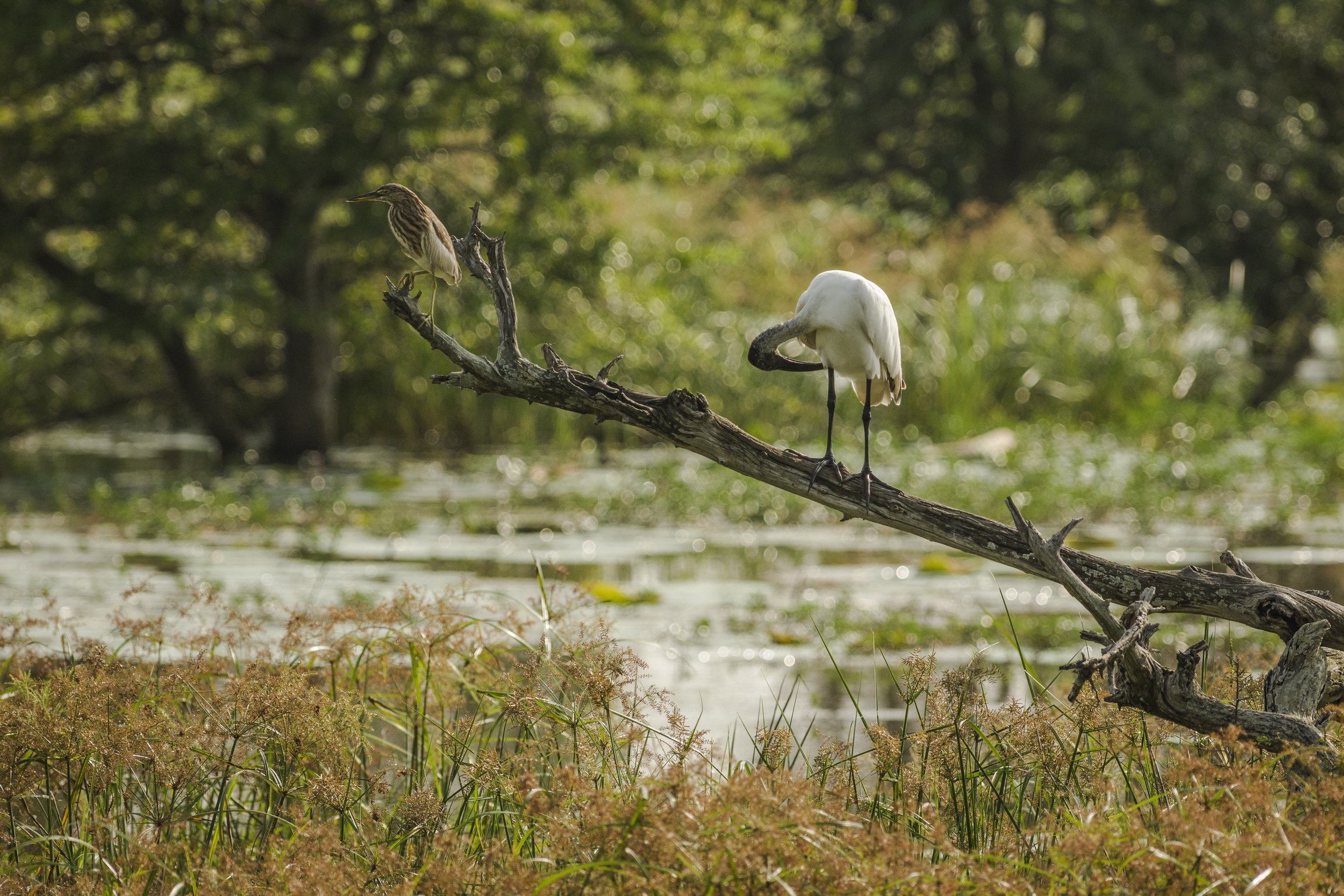  NP YALA, SRI LANKA 