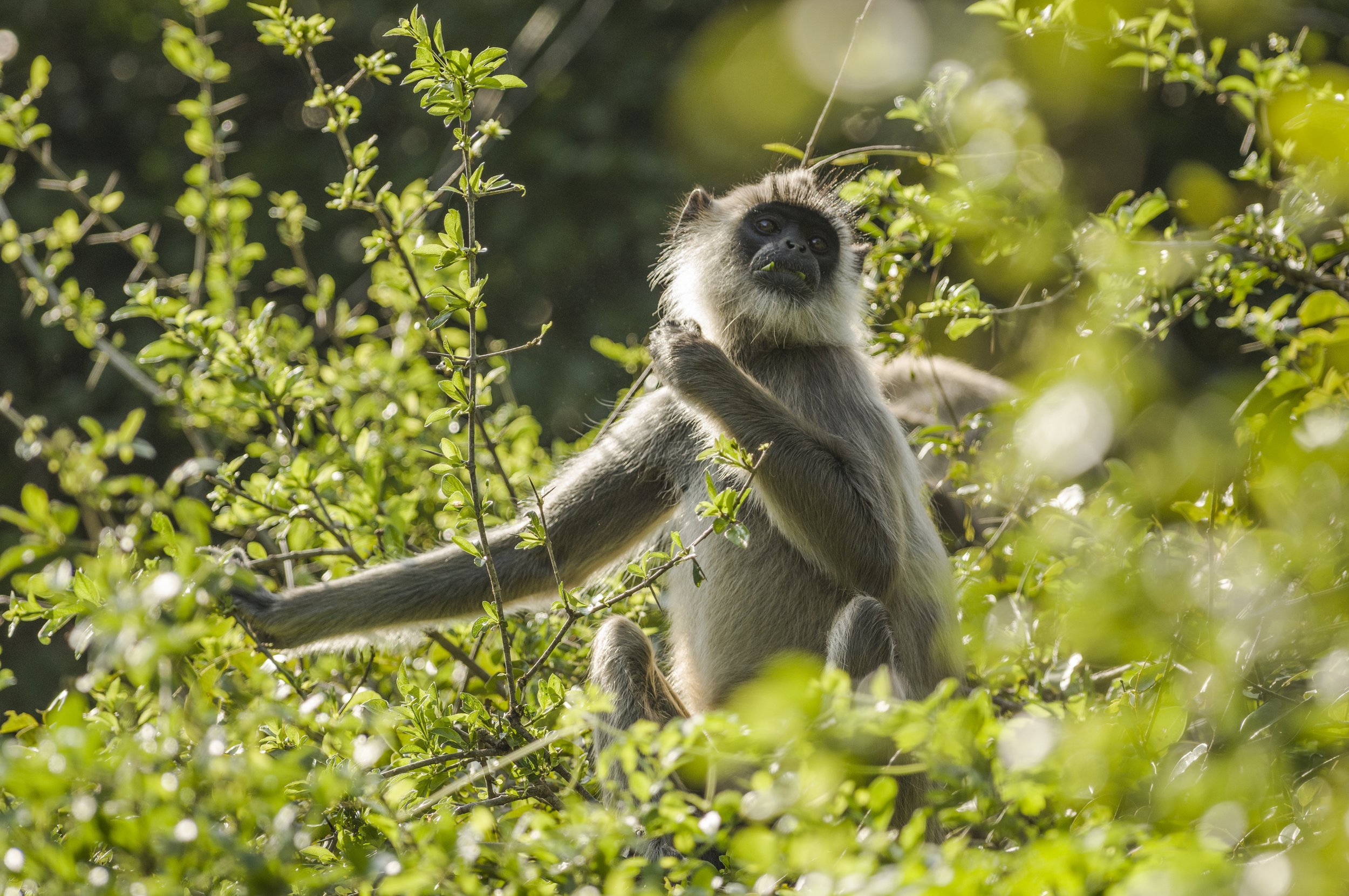  NP YALA, SRI LANKA 