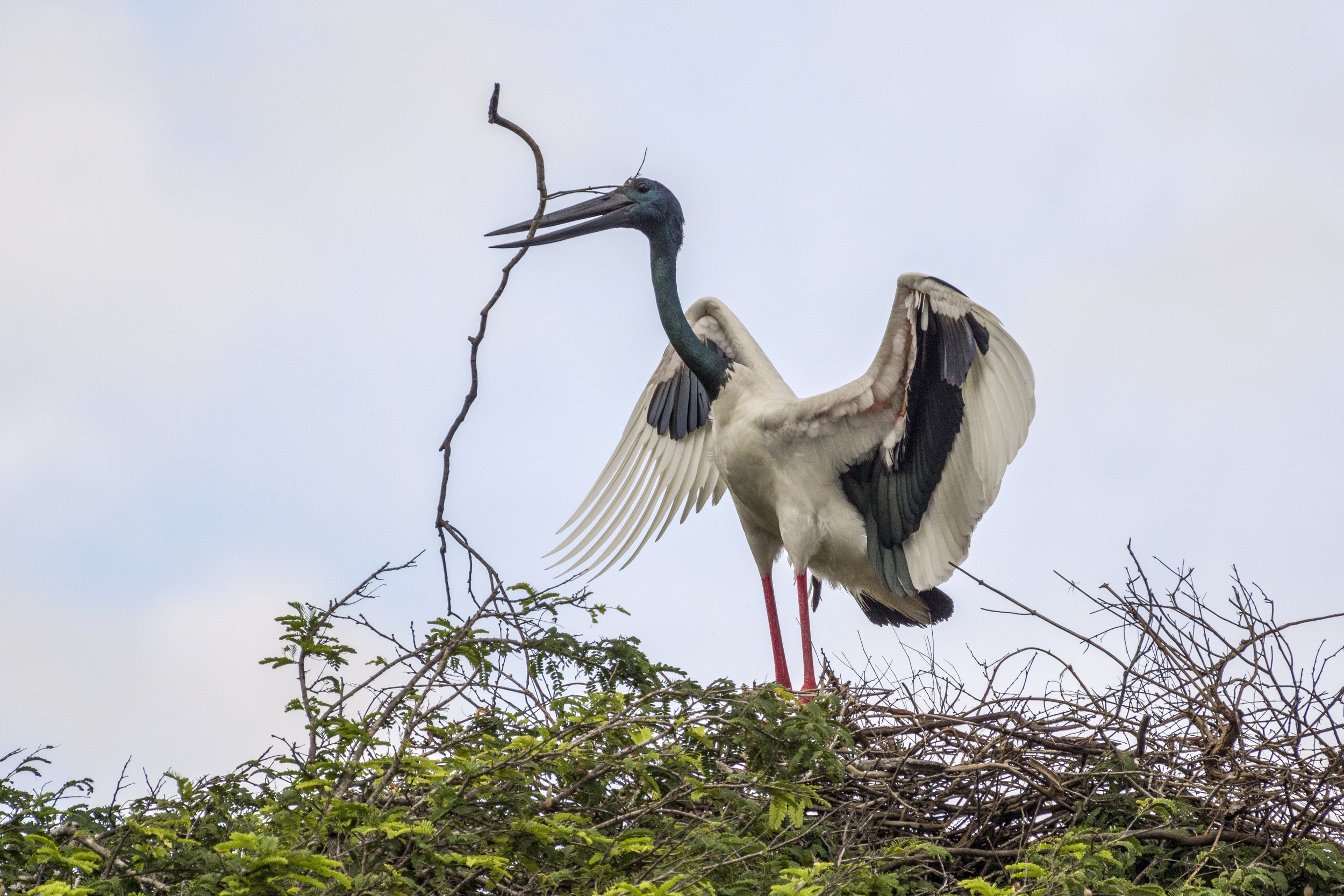  NP YALA, SRI LANKA 