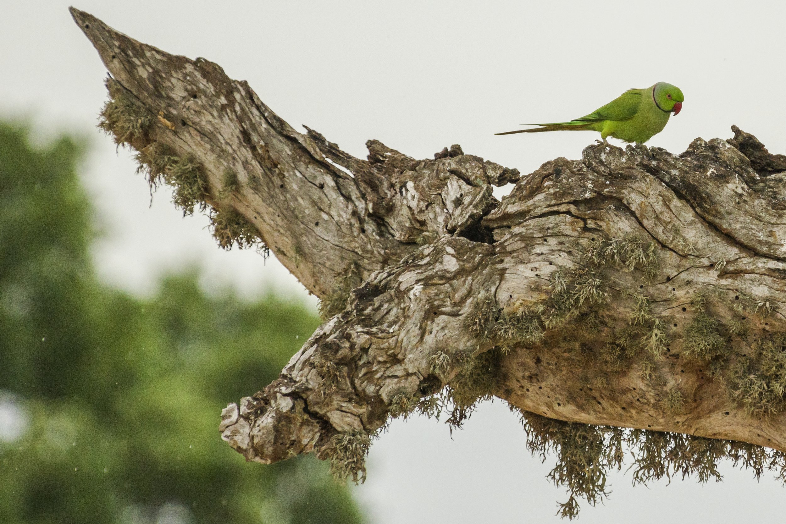  NP YALA, SRI LANKA 