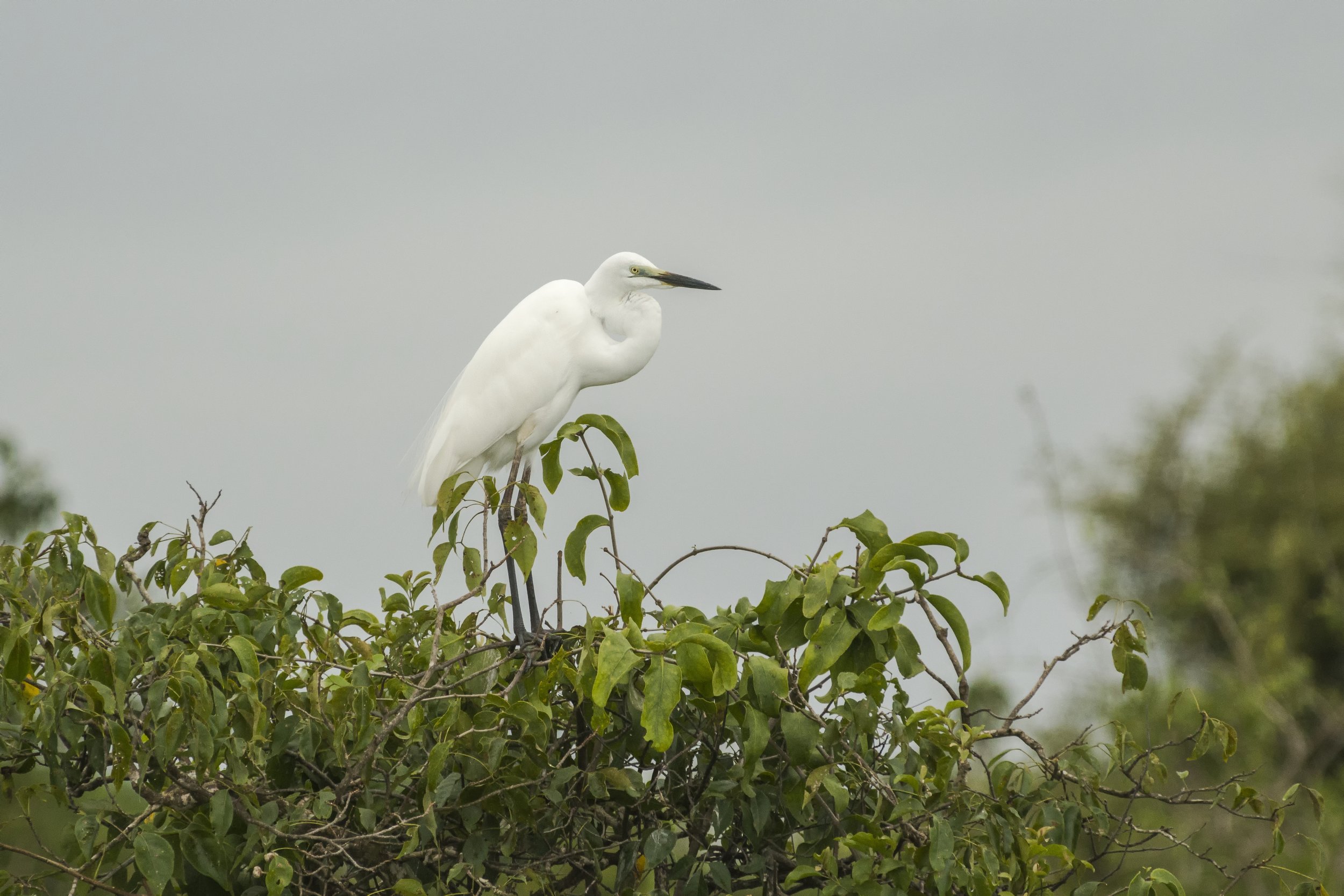  NP YALA, SRI LANKA 