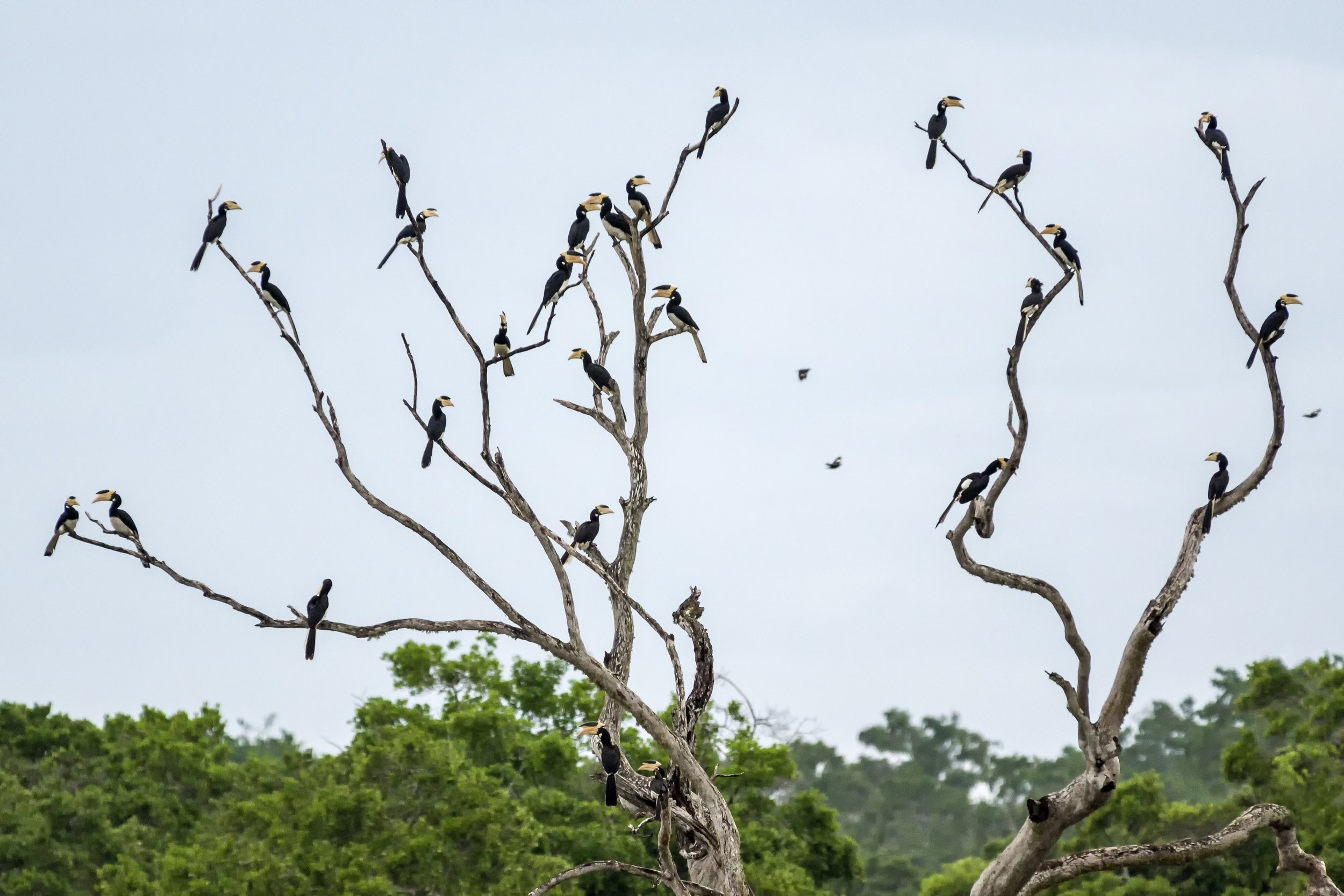  NP YALA, SRI LANKA 