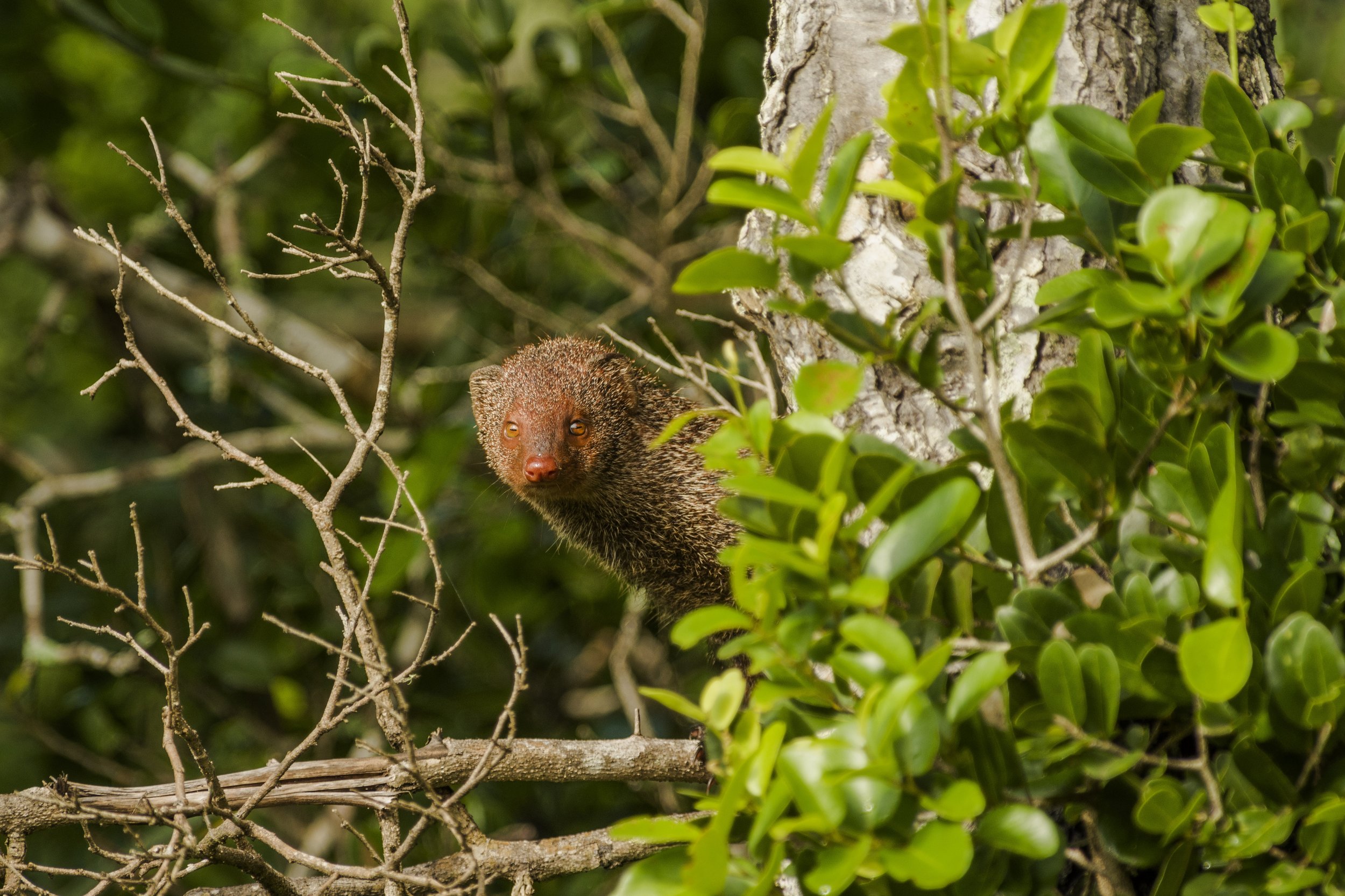  NP YALA, SRI LANKA 