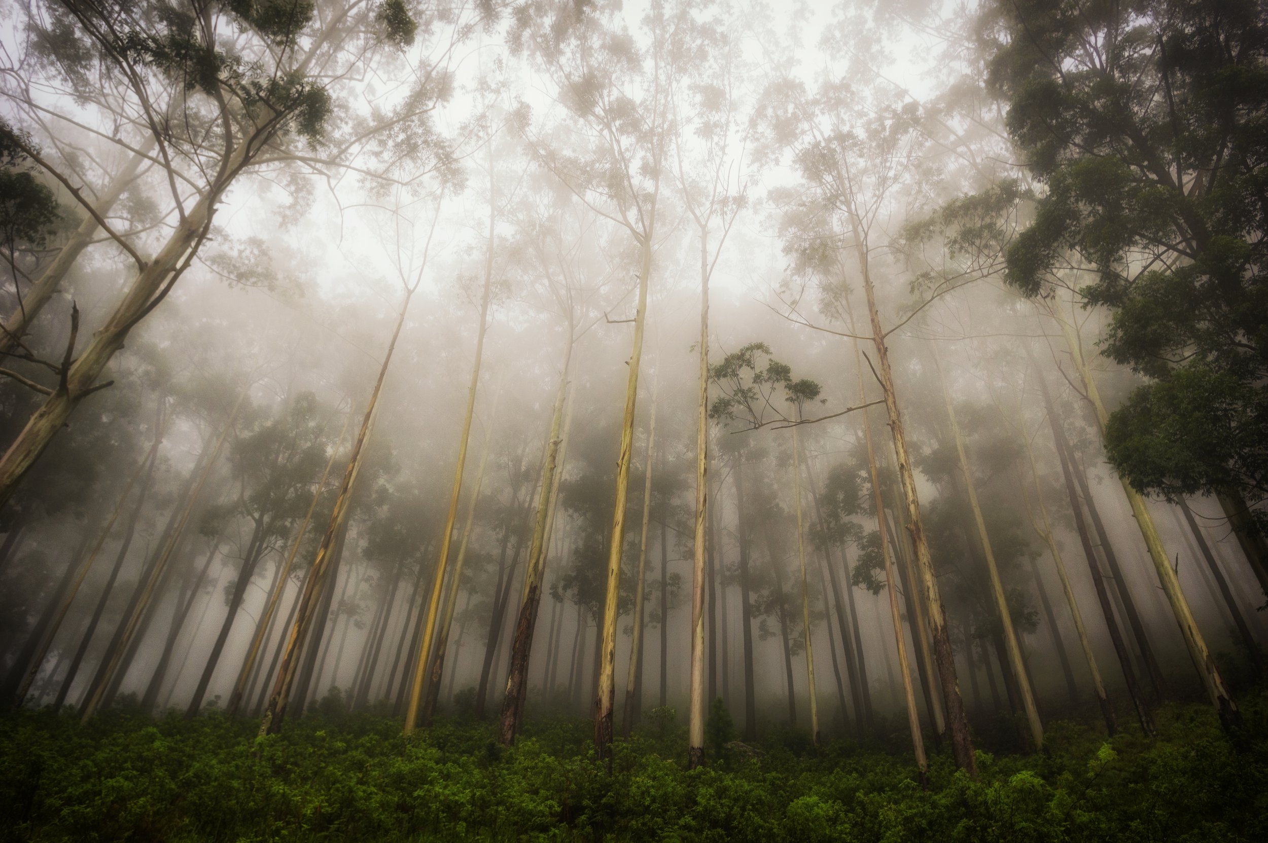  ANDRIYALA, SRI LANKA 