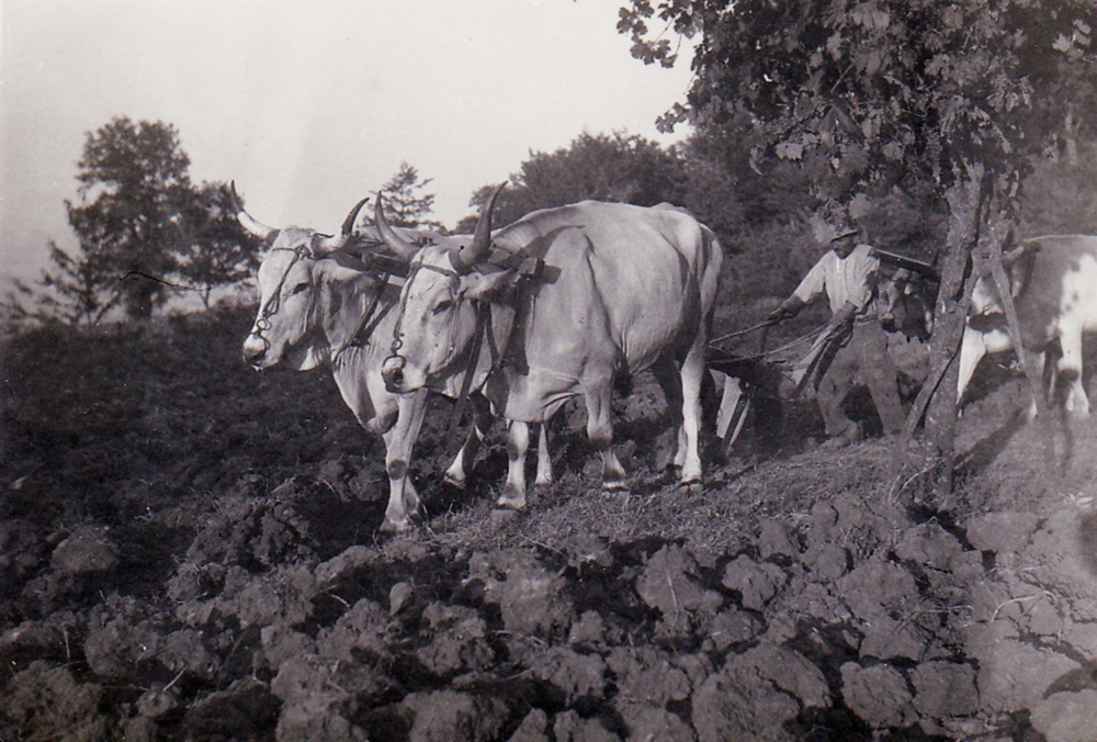 The Plowing, 1931