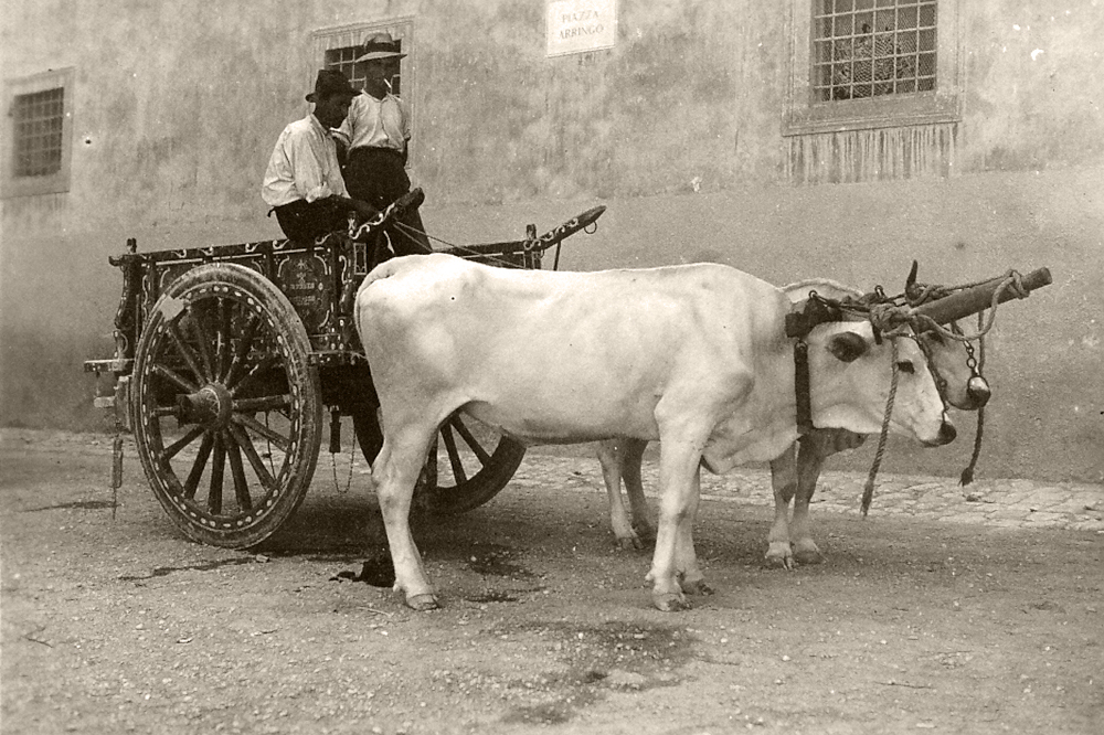 Bullock Cart in the City (1930)