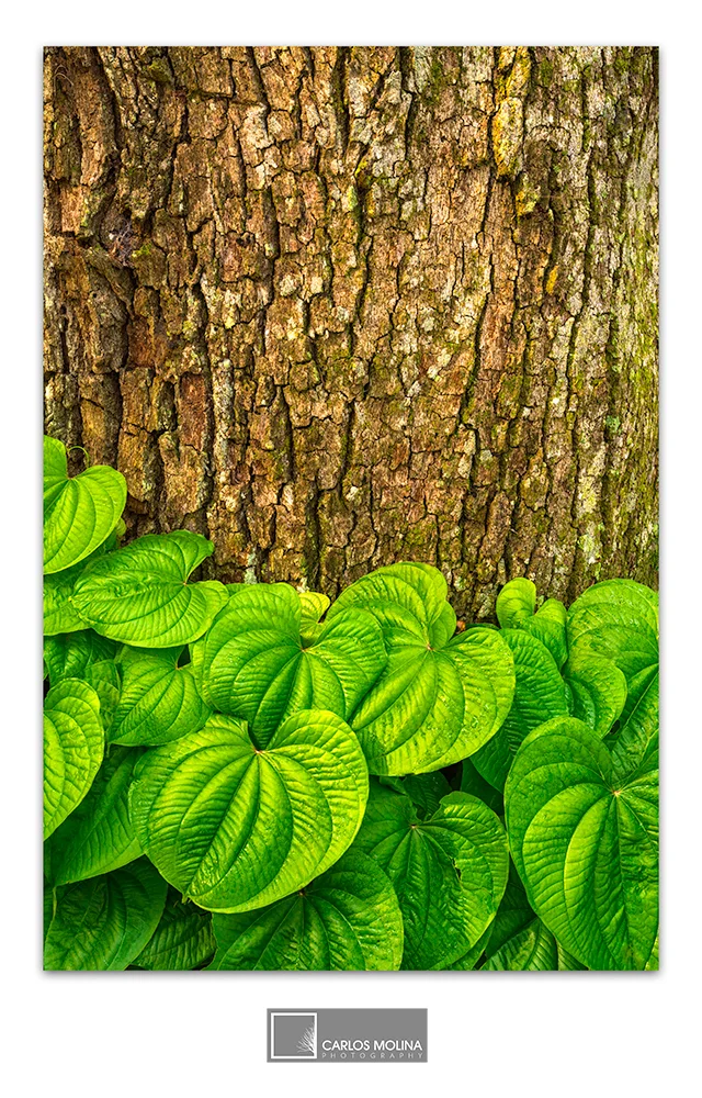 MORE FROM THE FOREST...