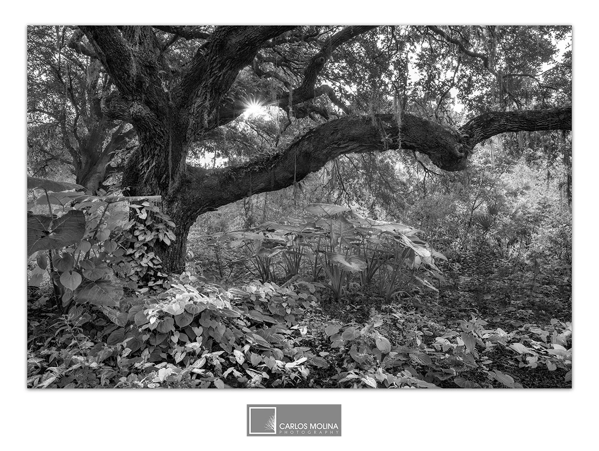 FLORIDA'S FOREST IN BLACK AND WHITE