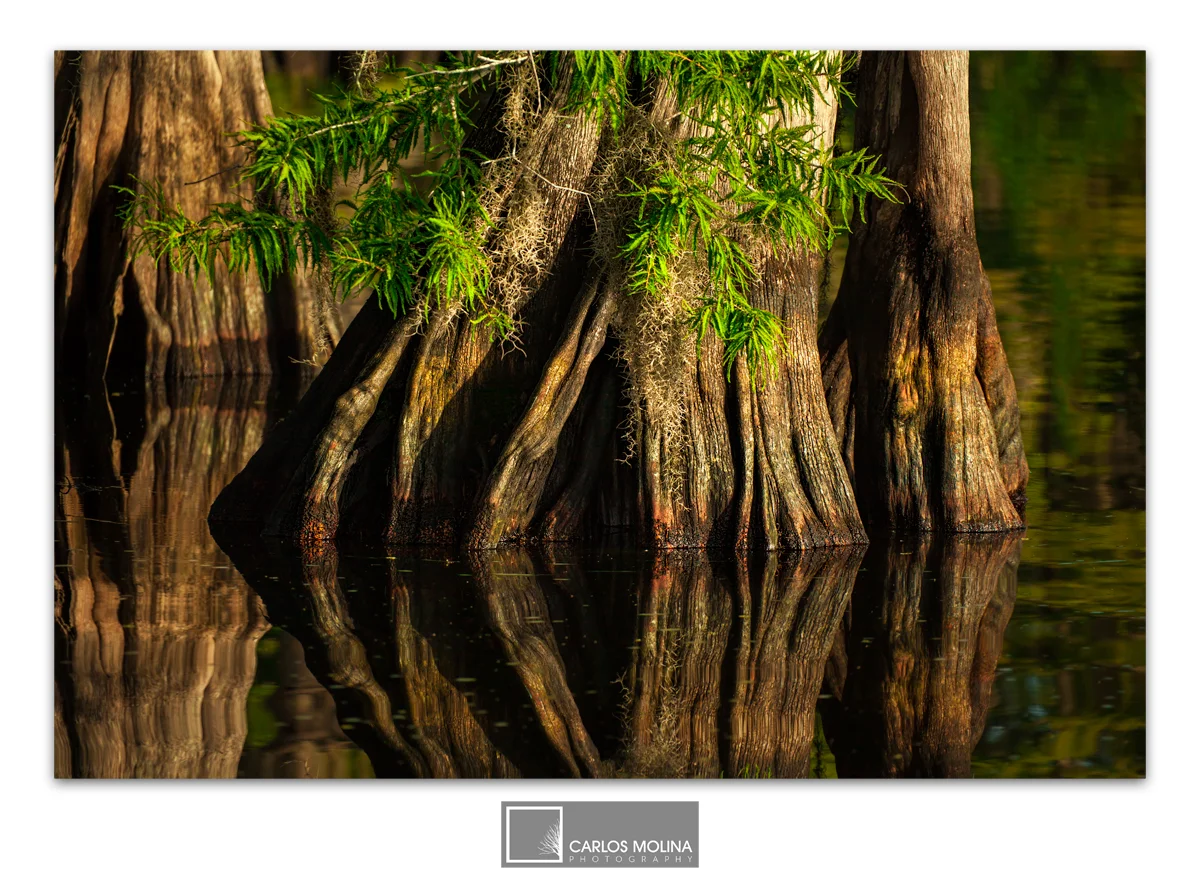 BLUE CYPRESS LAKE