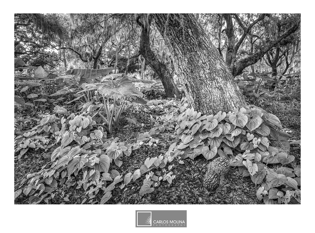 FLORIDA'S AMAZING INTERIOR