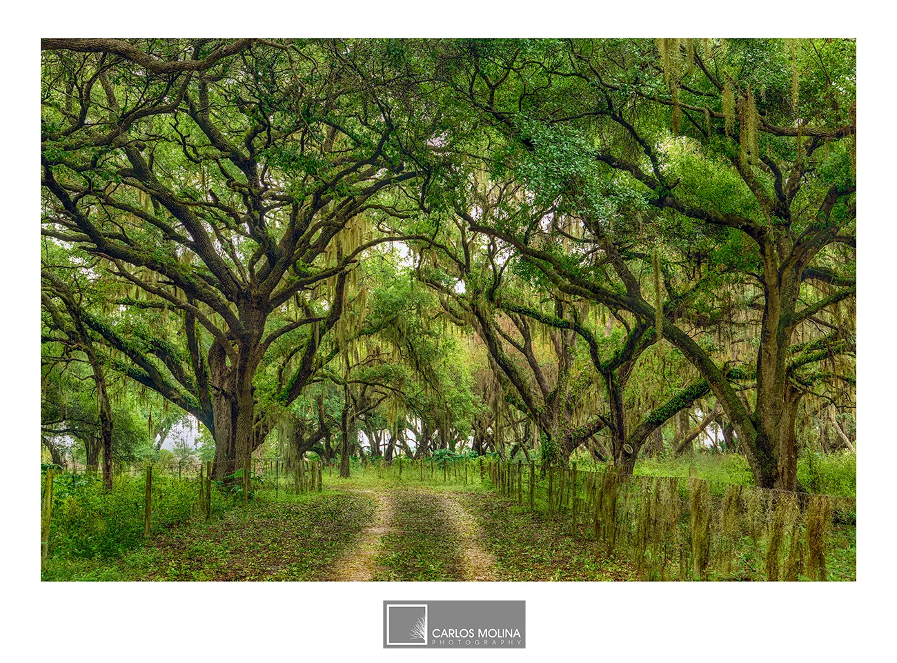 MORE FROM FLORIDA'S BEAUTIFUL INTERIOR