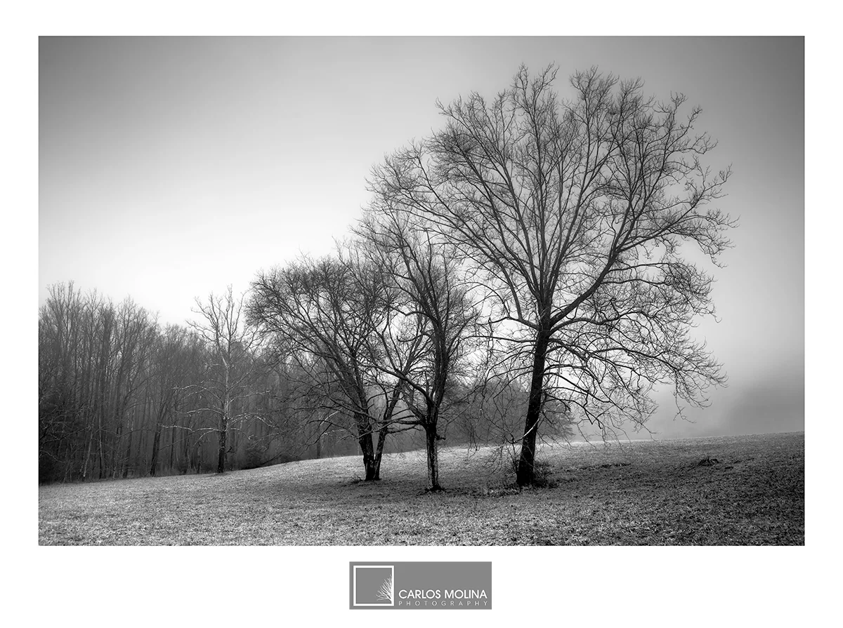 NEW BLACK AND WHITE COLLECTION