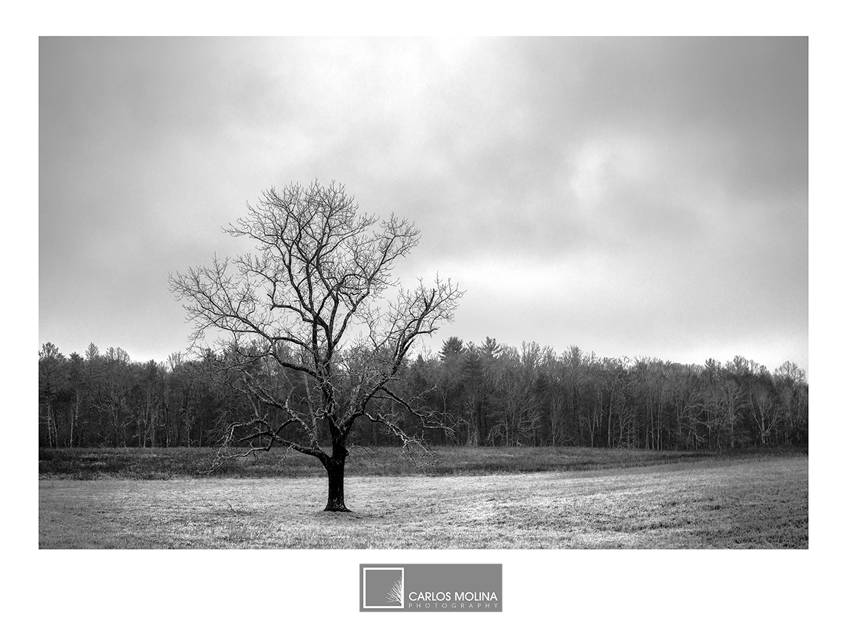 NEW BLACK AND WHITE COLLECTION