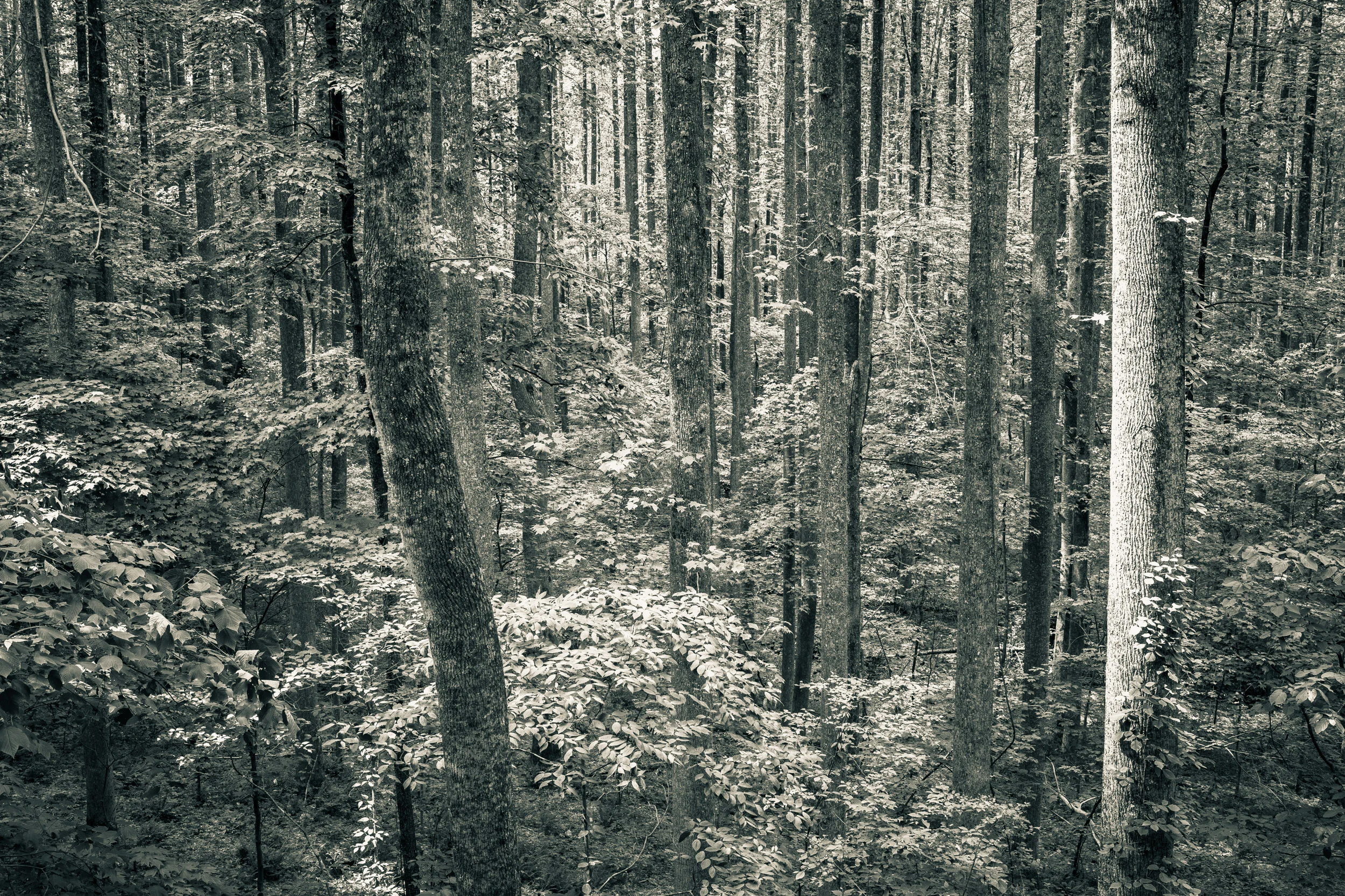 Smoky Mountains
