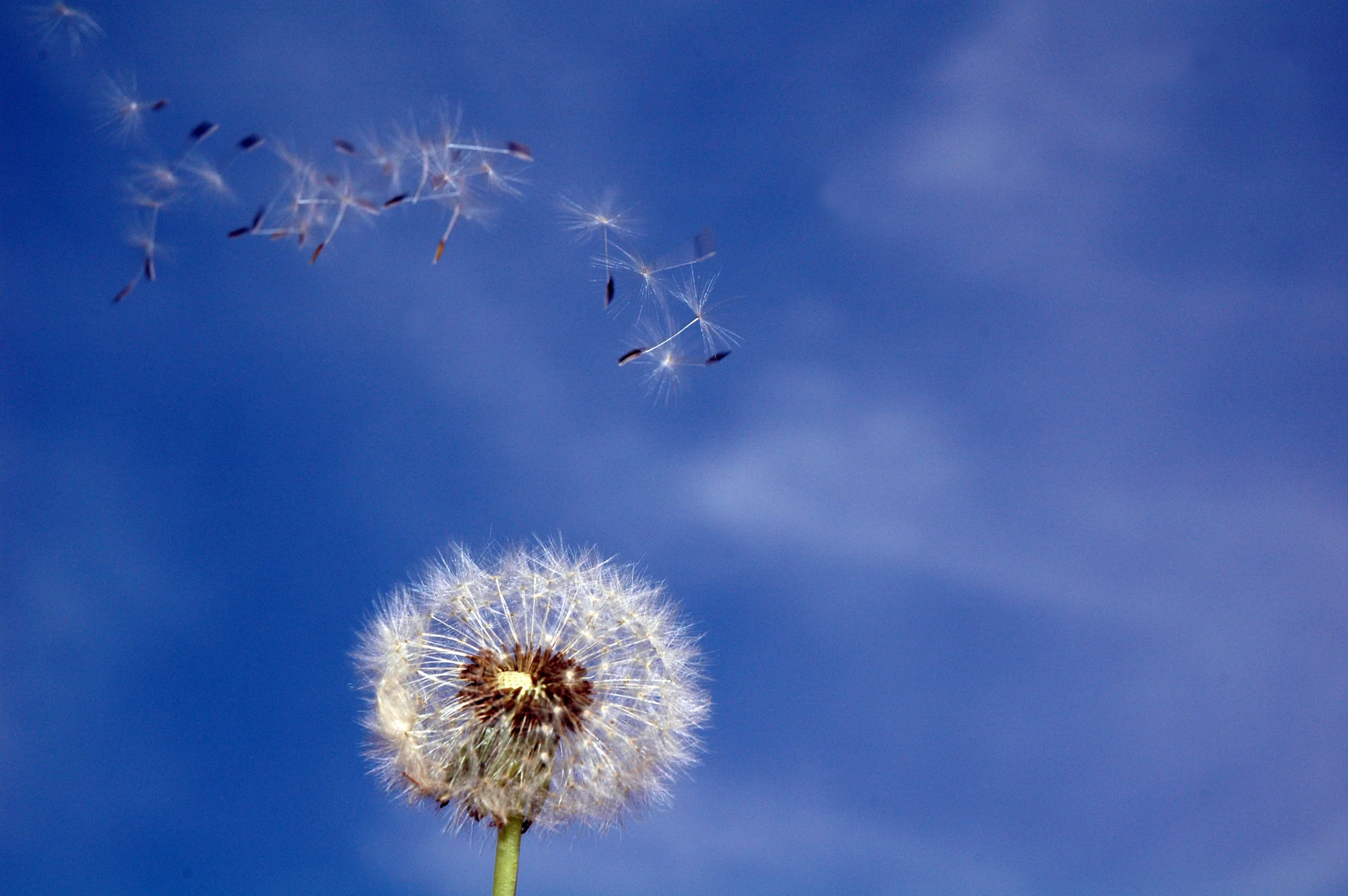 dandelion-37-1388001.jpg
