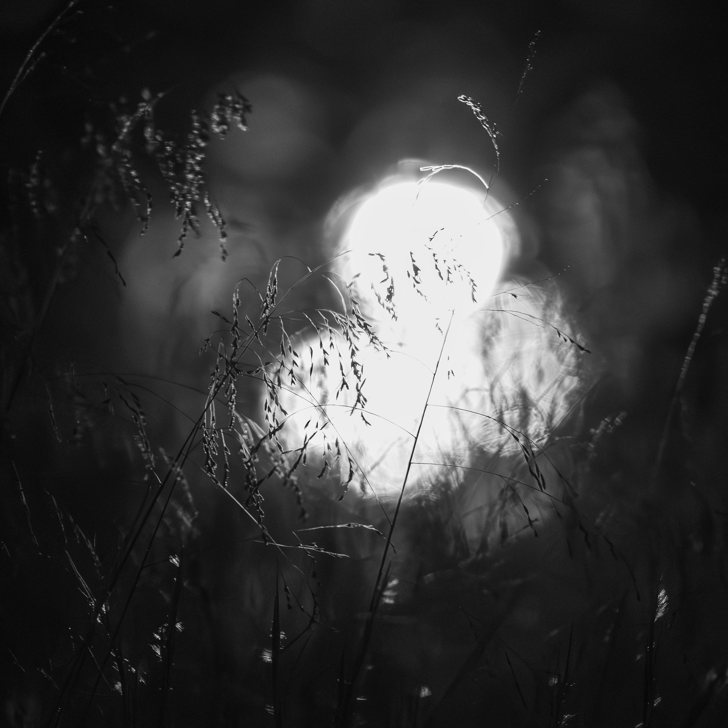 Moon Grass