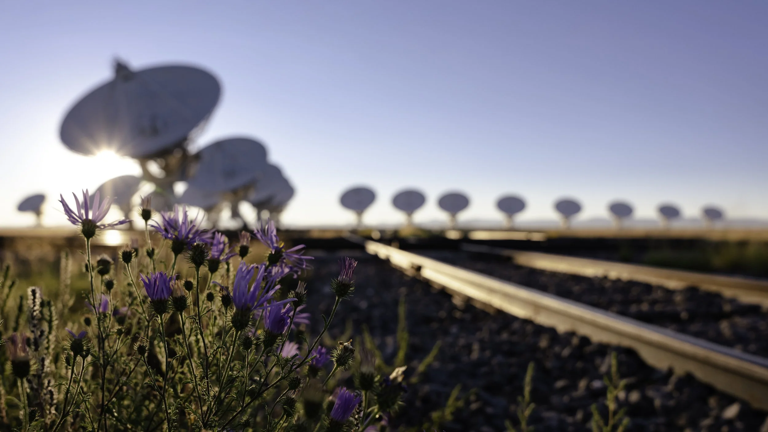 VLA Flora_DOF_J3B0916_16x9.jpg