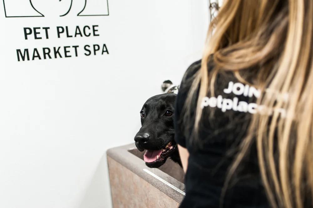 How Long After Putting Advantage Wash Dog