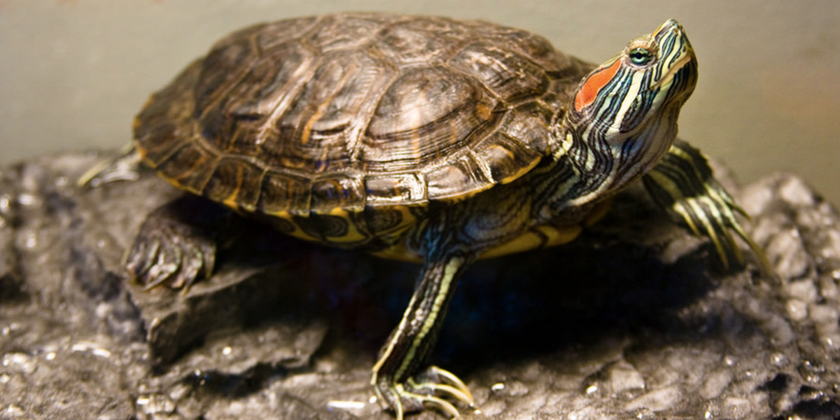 red-eared-turtle.png