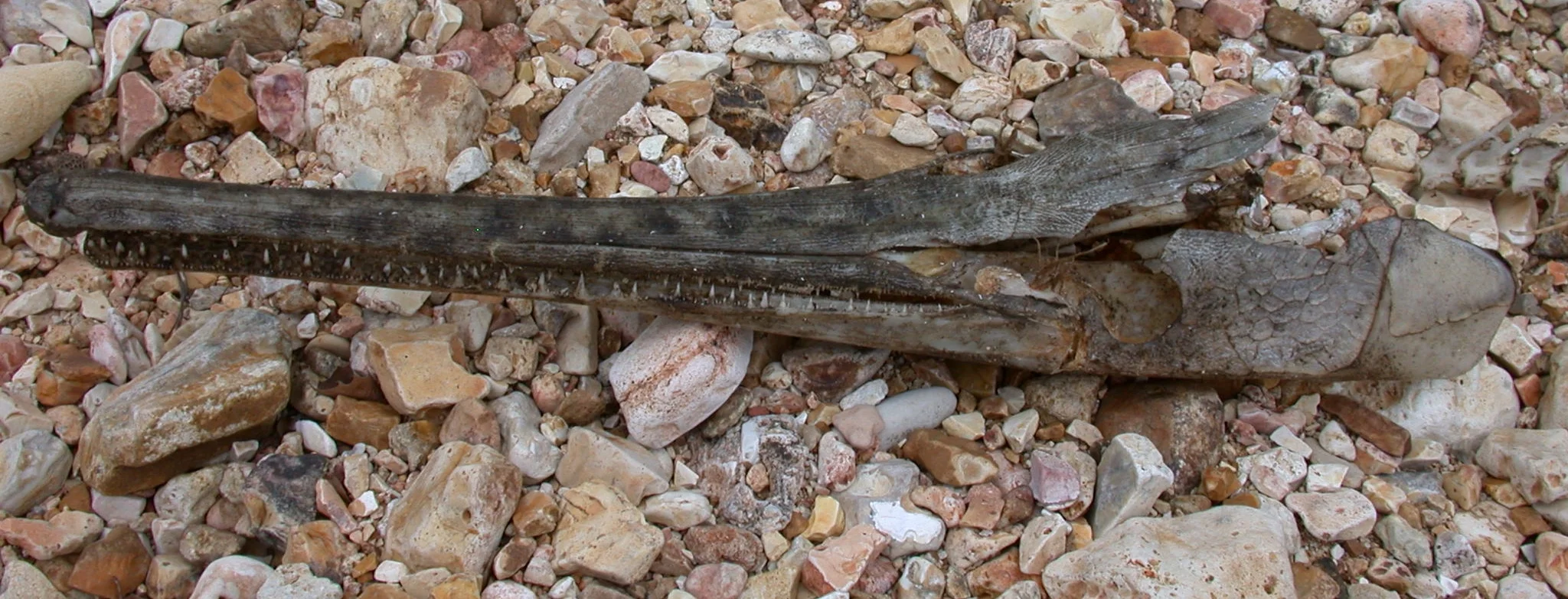 Gar skull  site 52.JPG