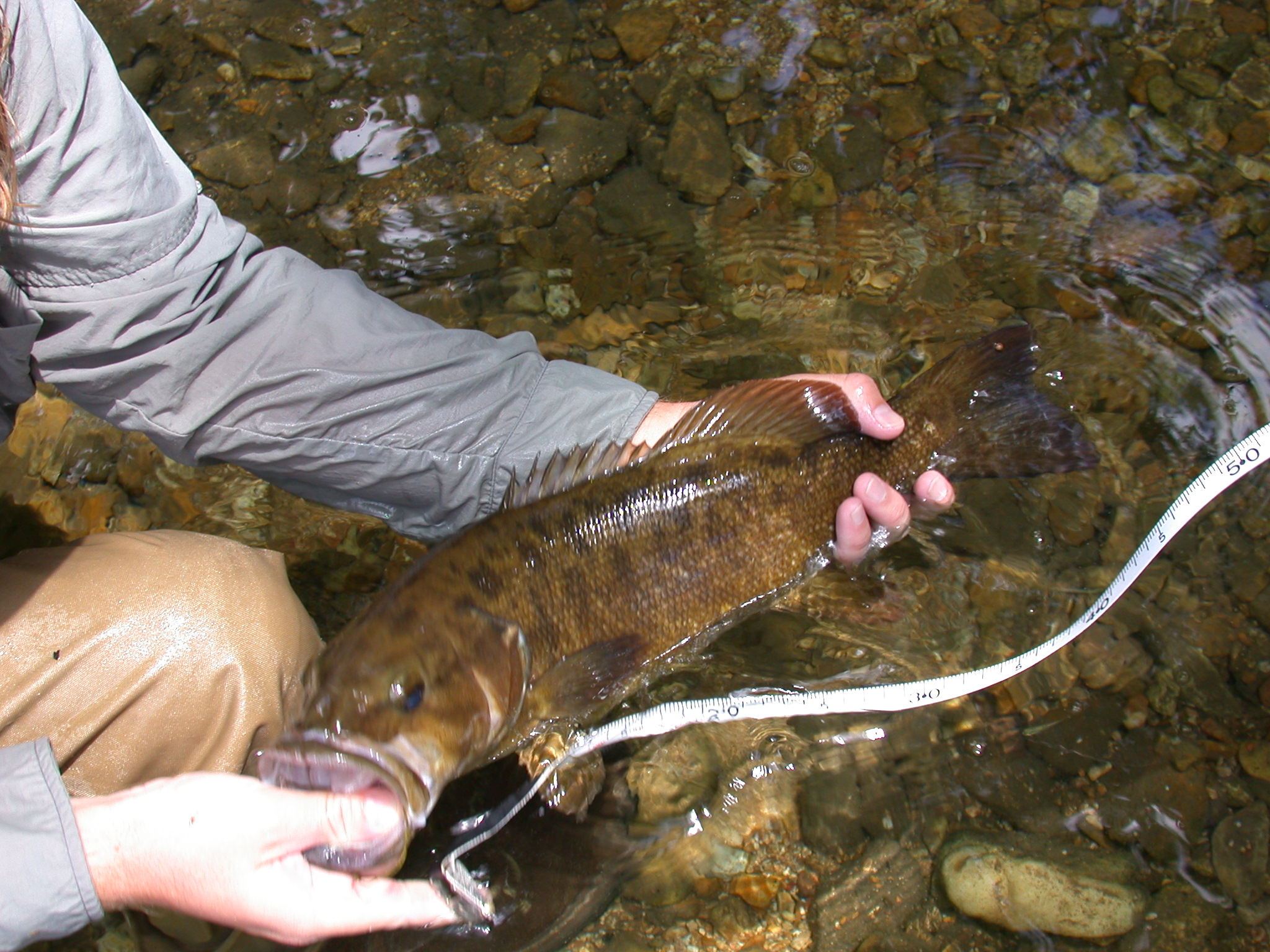 Measuring the length of a large Smallmouth-2.JPG