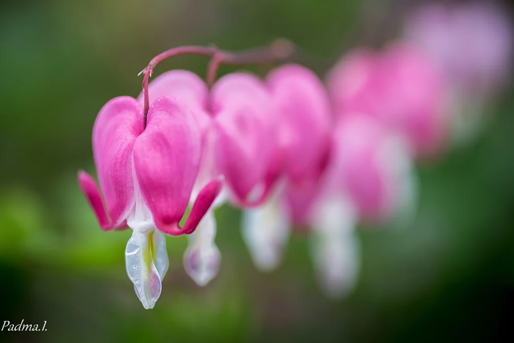 13-05-10-Flowers-020-Edit-Web.jpg