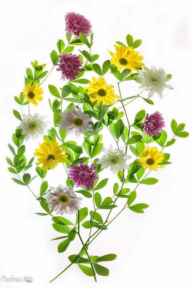 14-06-18-Flowers-085-Edit-Web-Web.jpg