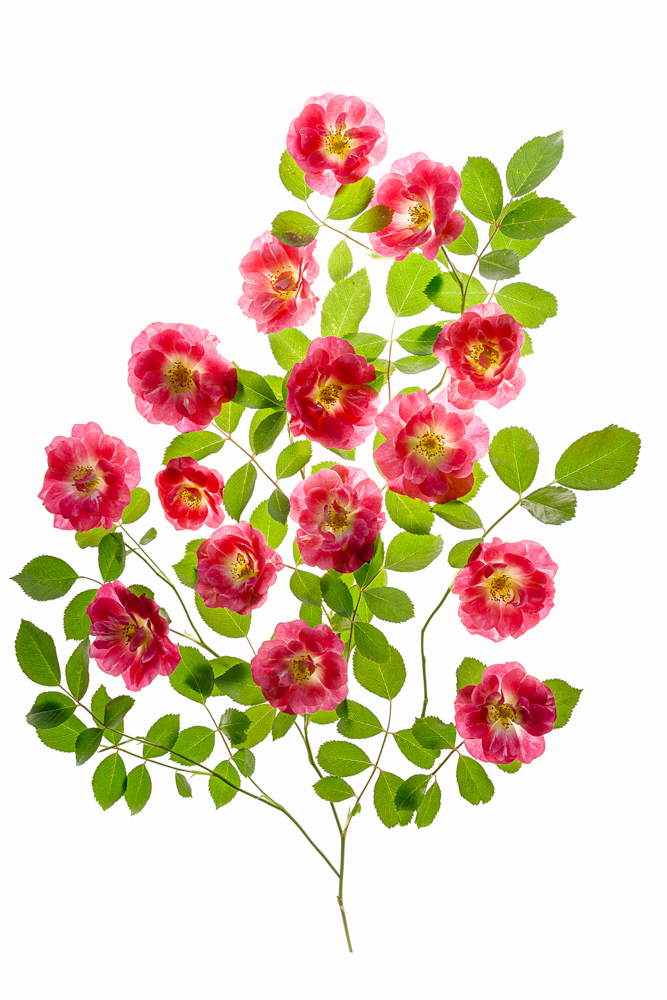 14-06-06-Flowers-067-Edit-Edit-Web.jpg