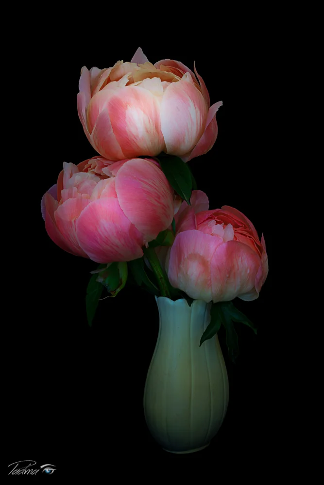 14-05-30-Peony-001-Edit-Web.jpg
