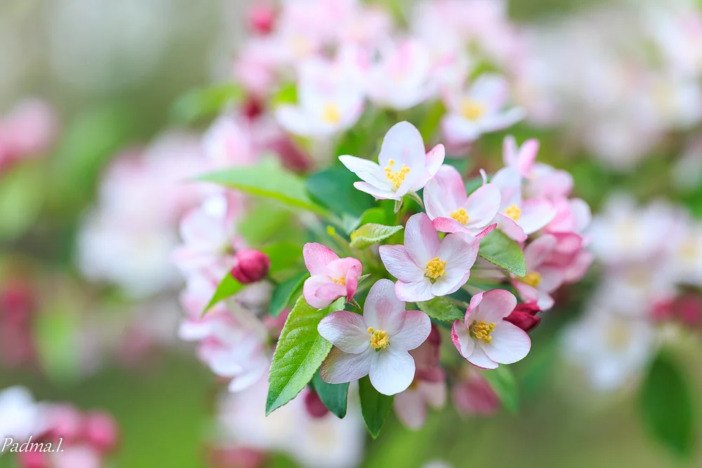 15-04-30-Flowers-170-Web.jpg