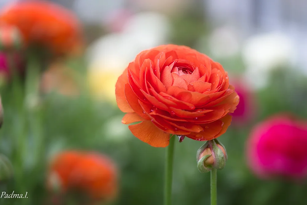 15-04-20-Flowers-041-Edit-Web.jpg