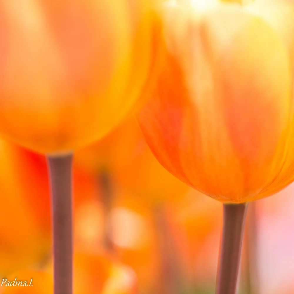 15-04-17-Flowers-012-Web.jpg