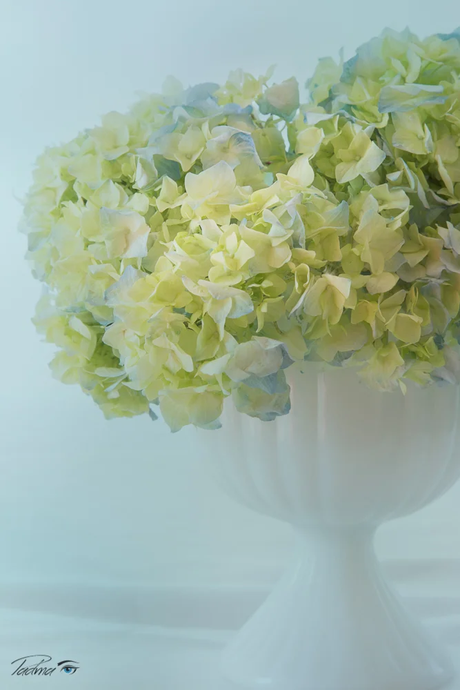 15-08-06-Flowers-022-Edit-Web.jpg